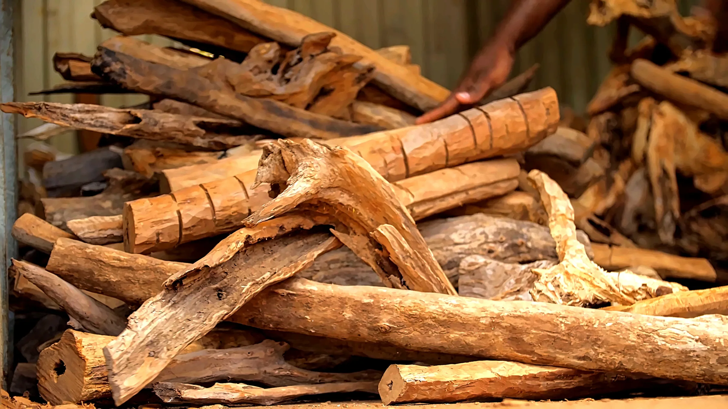 Bois de santal calédonien (Santalum austrocaledonicum) mis en stock avant tri et réduction en copeaux, aux Îles Loyauté.