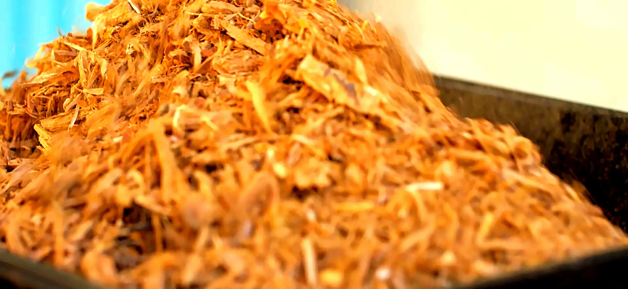 Santal du Pacifique vs santal indien et australien : le comparatif pour la haute parfumerie