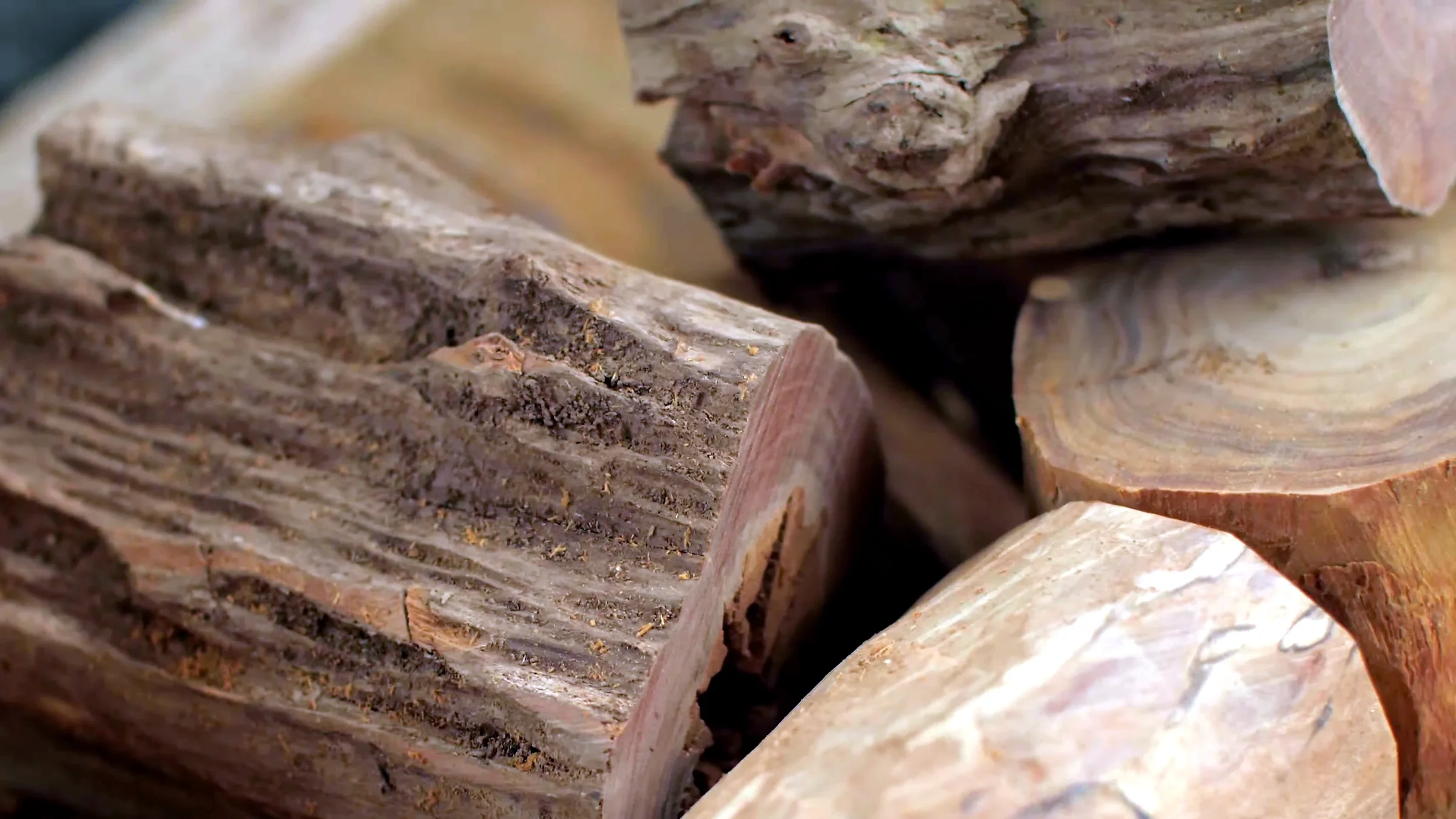 Le cœur de bois du santal, où se concentrent les santalols, présente un grain dense et huileux.