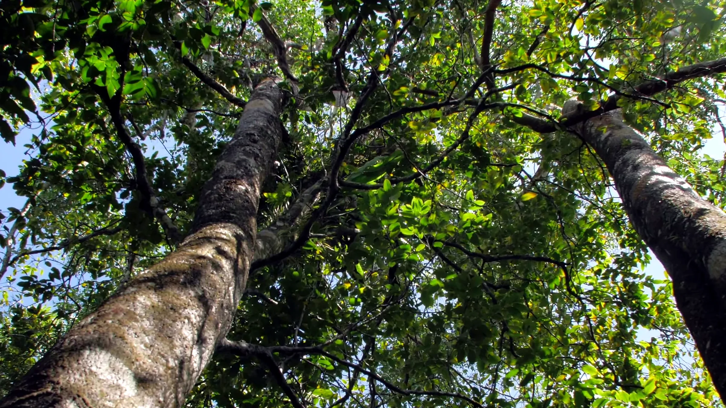 Foliage of the Lifou dry forest