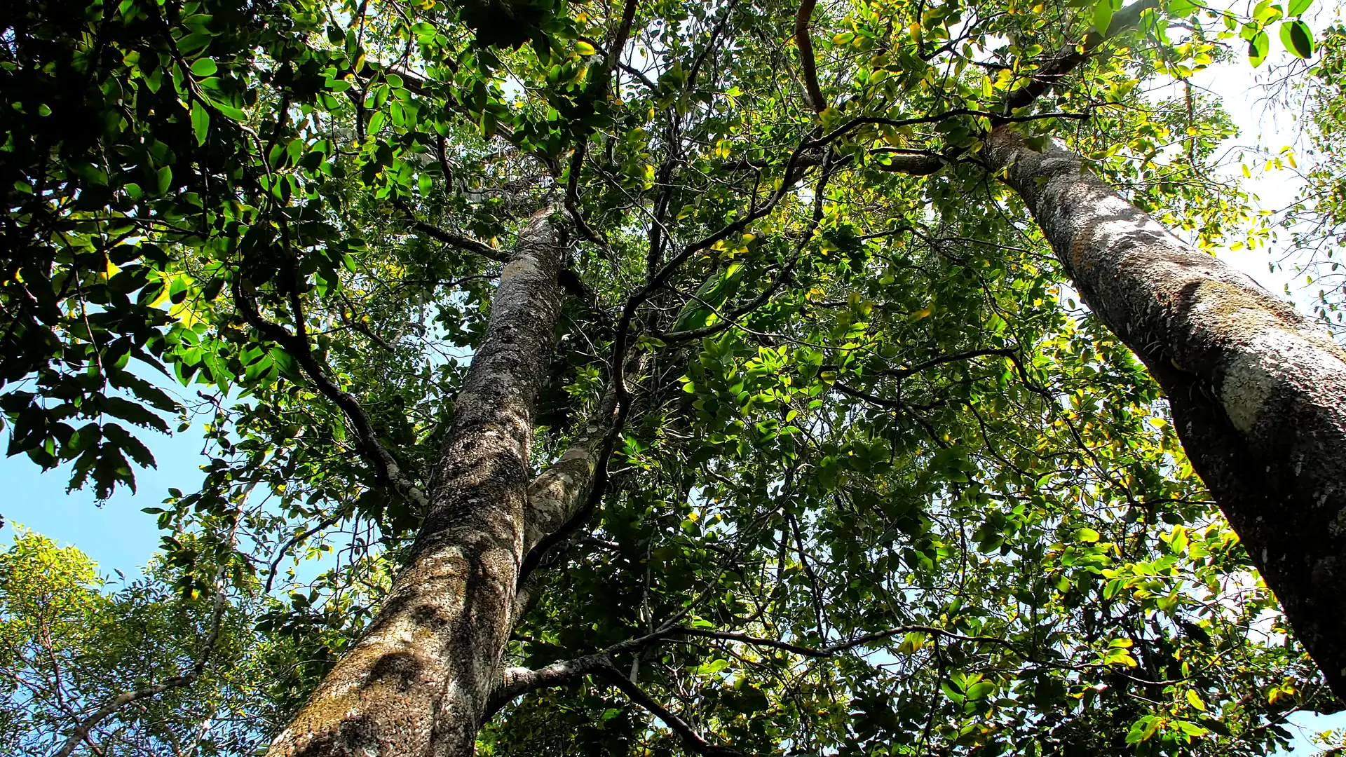Tall Caledonian sandalwood trees (Santalum austrocaledonicum) in the Lifou forest