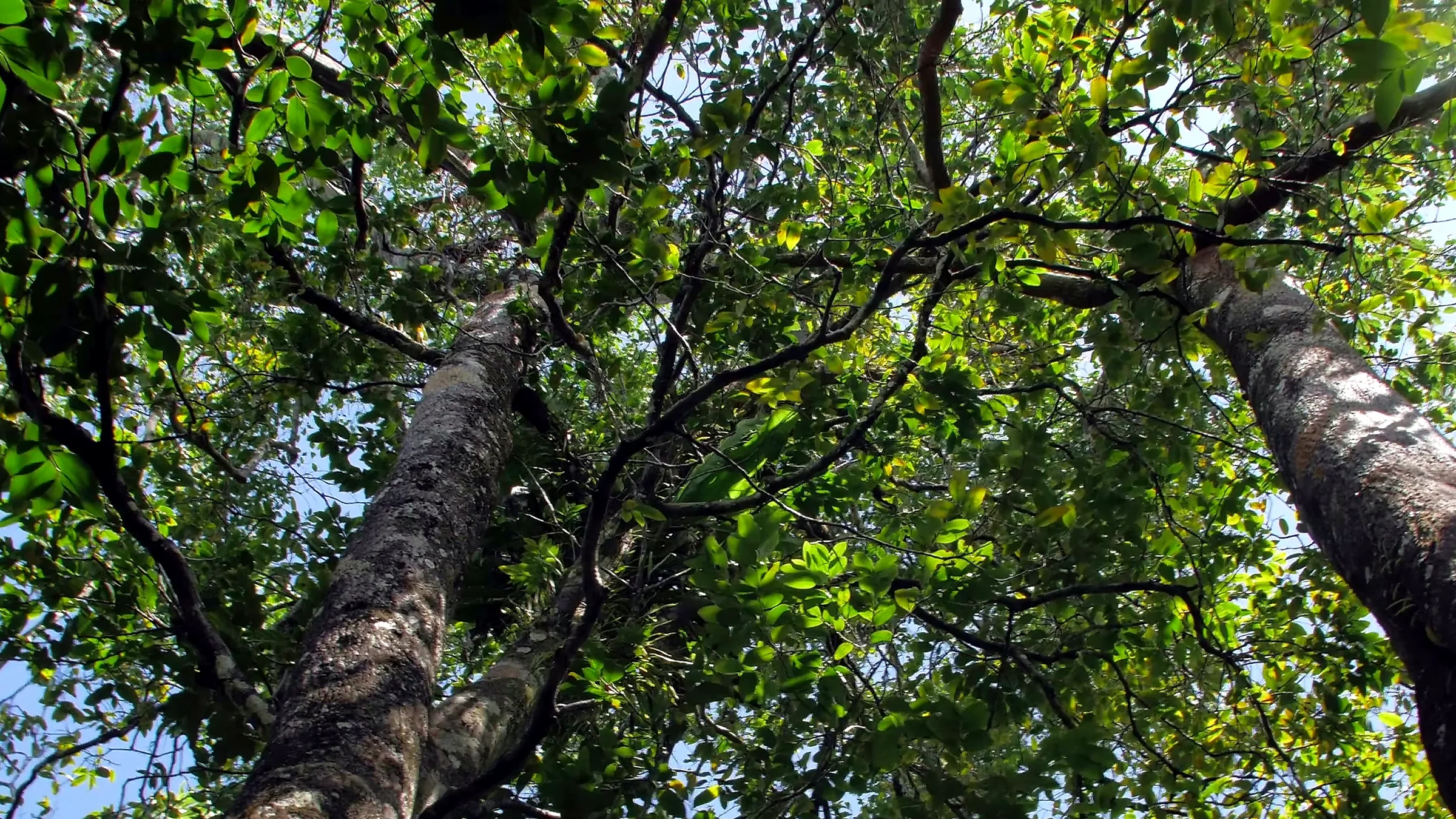 Canopée dorée de la forêt de santal, Lifou