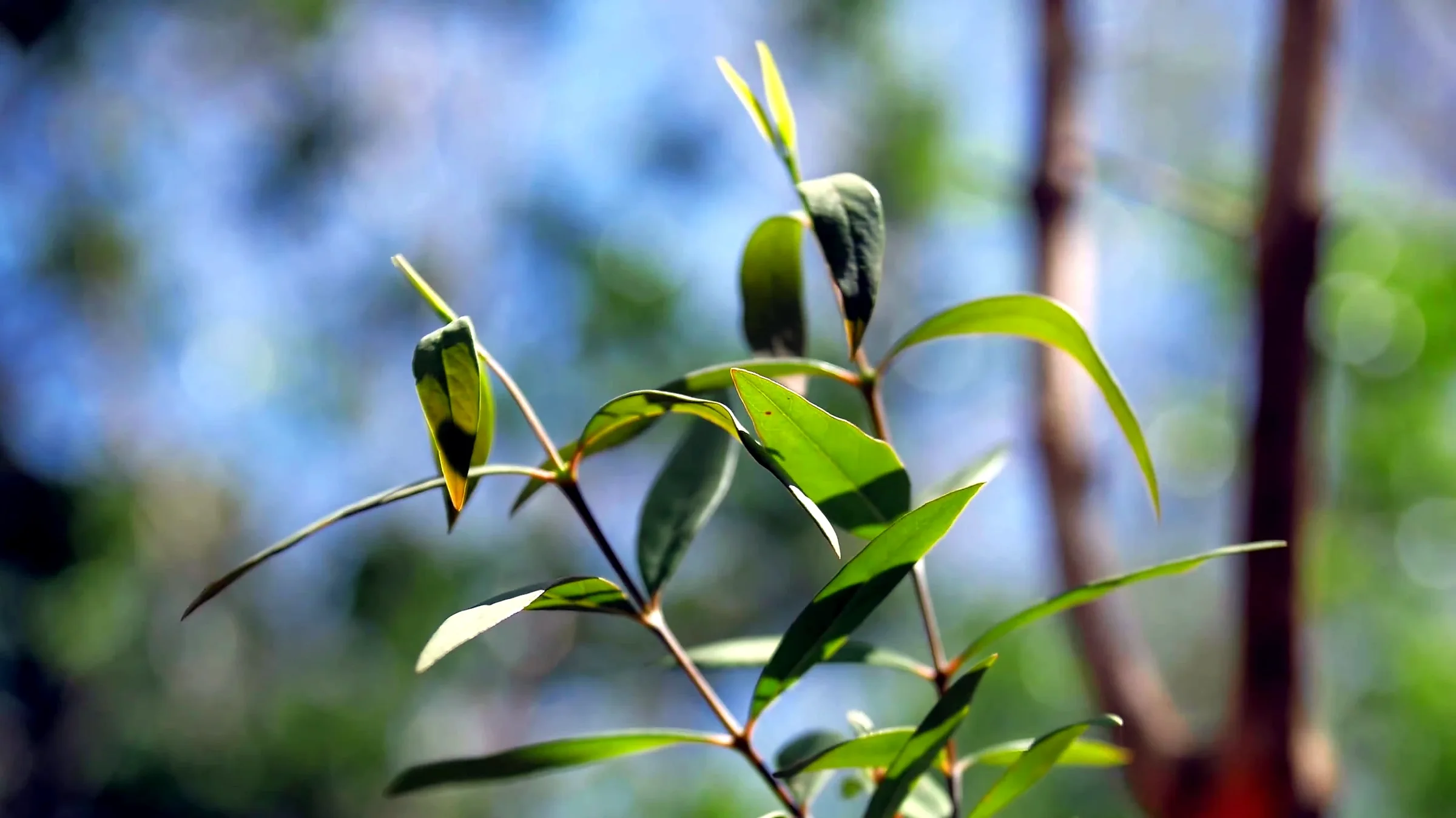 Young sandalwood plant in the forest nursery