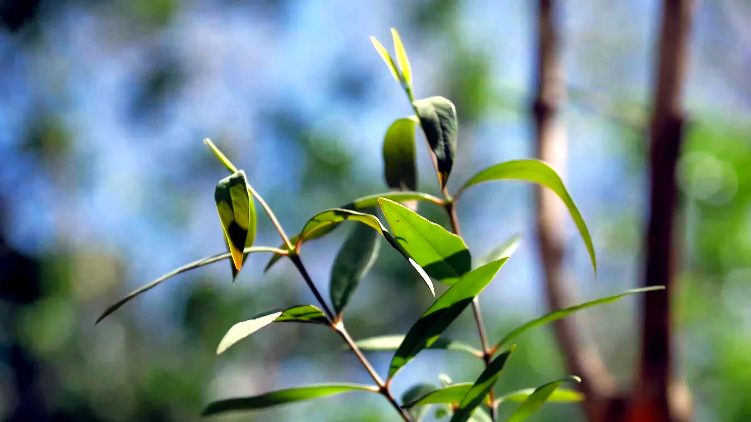 ECOCERT For Life : ce que garantit la certification pour un santal du Pacifique