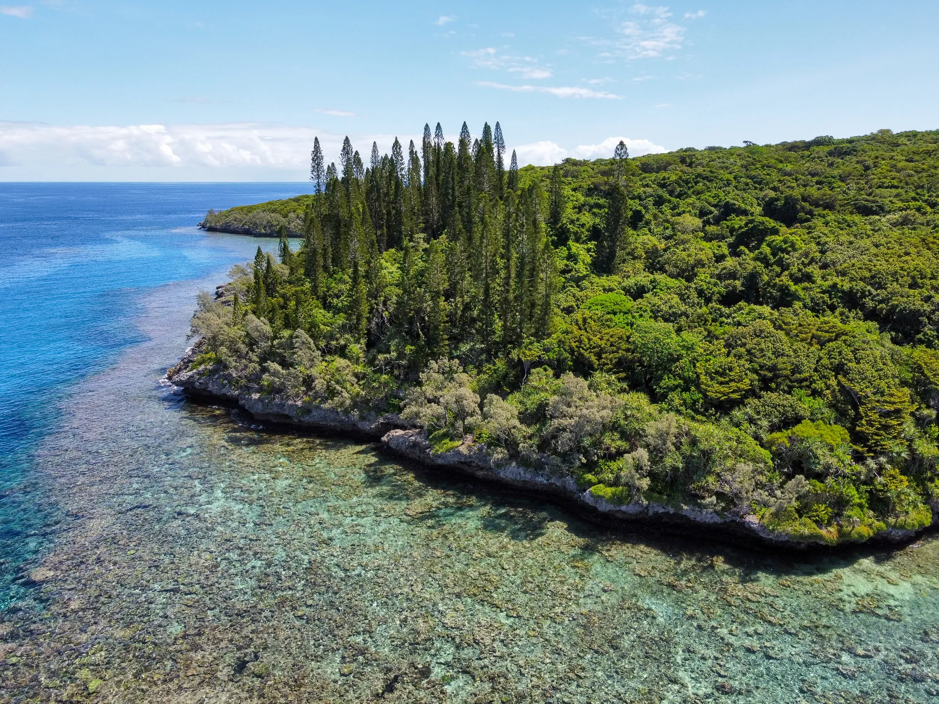 Pointe boisée du littoral de Lifou, pins colonnaires et récif corallien, vue aérienne