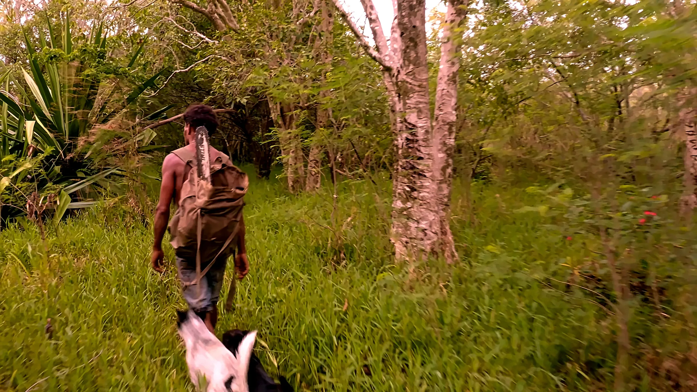 A harvester's bag in the Loyalty Islands: sandalwood is gathered tree by tree, on inventoried plots.