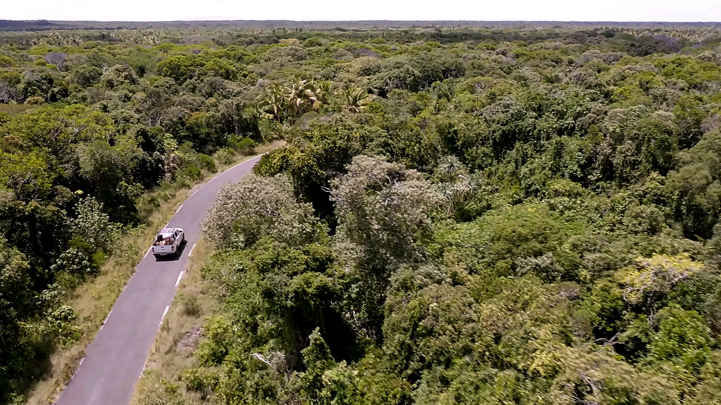 A forest track in the Loyalty Islands: the resource is scattered and protected, harvested far from main roads, which weighs on the final cost.