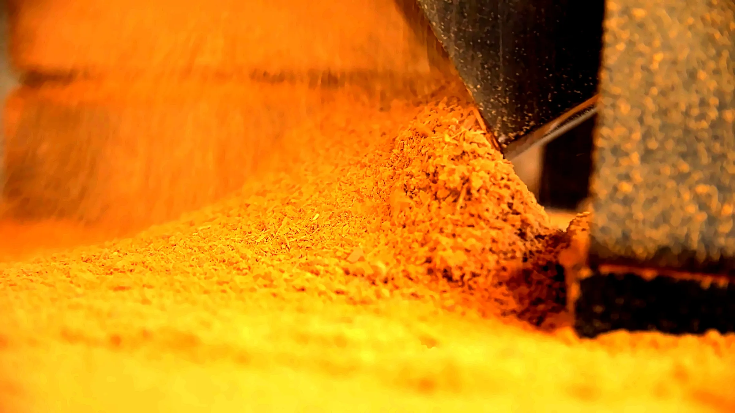 Copeaux de cœur de bois de santal (Santalum austrocaledonicum) préparés pour l'hydrodistillation à Lifou.