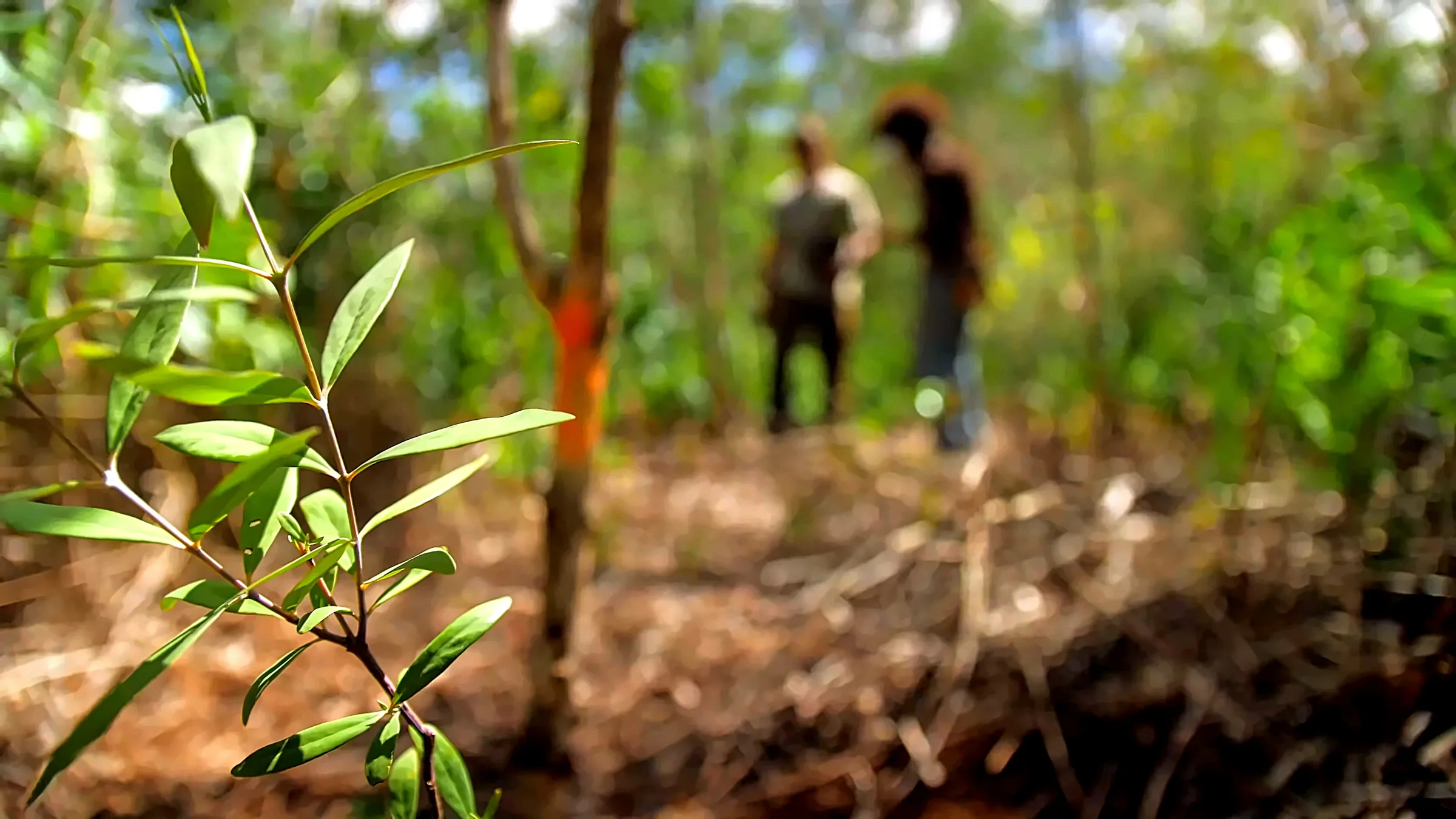 Sur les plateaux de Lifou, l'équipe de plantation assure le reboisement qui accompagne chaque récolte de santal.