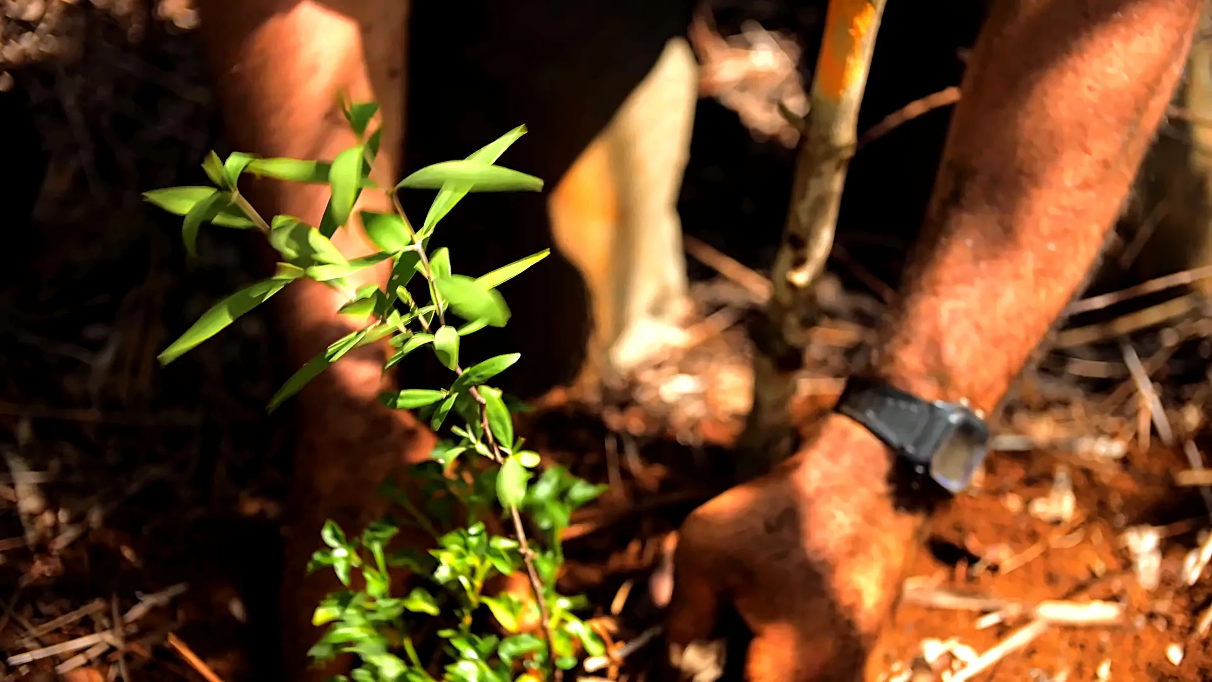 Replantation à Lifou : la Province des Îles impose trois santals plantés pour chaque arbre coupé (FSC, 2023).