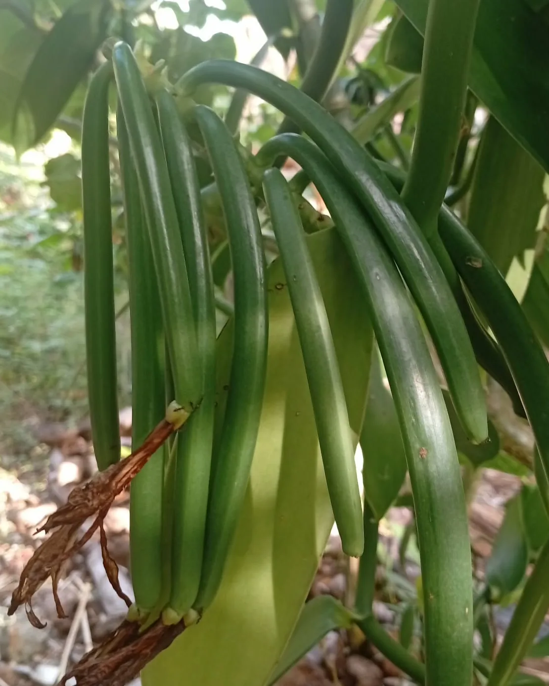 Green vanilla pods on the vine, Lifou