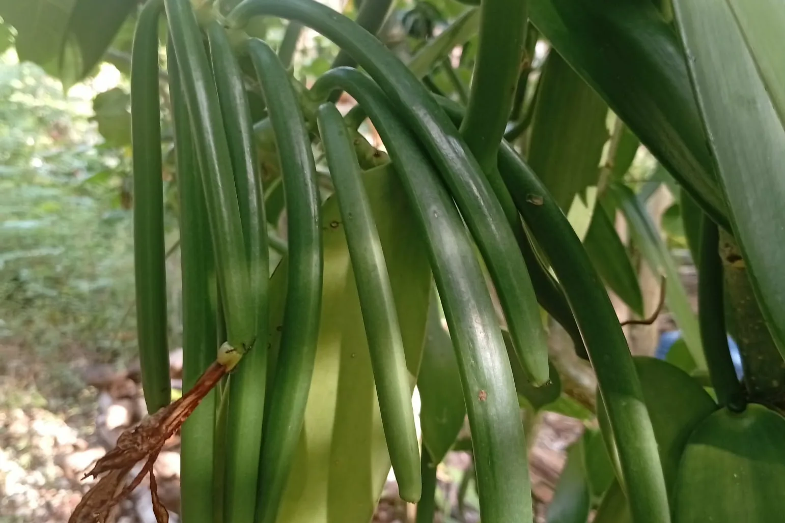 Lifou vanilla vine